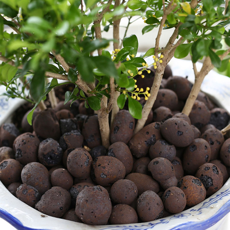 Глиняные камешки для выращиван – обзор и цена Clay Pebble Growing
